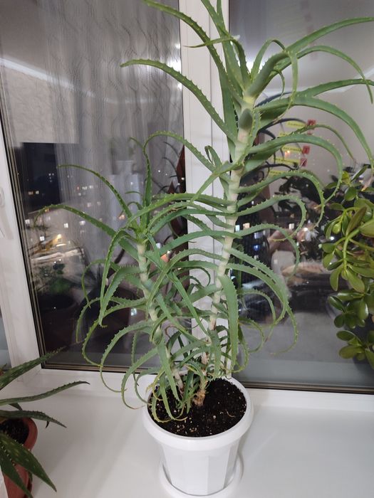 Лечебный Алоэ древовидный