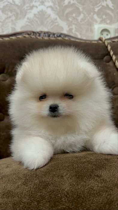 Померанский шпиц щенки