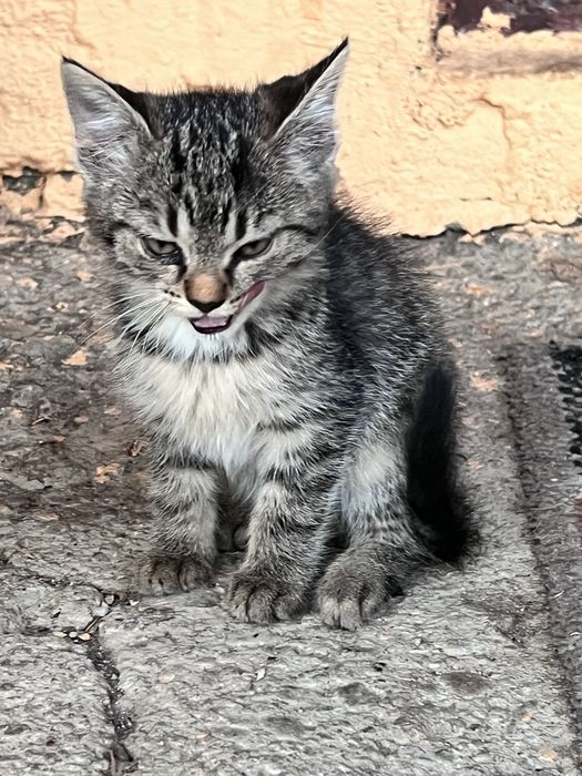 5 sufletele mici își caută familii iubitoare!