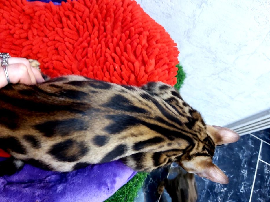 Девочки - ЗОЛОТО- УГОЛЬ. Бенгальские