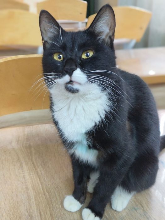 Отдам в хорошие руки