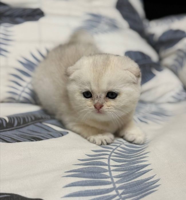 Продаётся котёнок серебряная шиншила