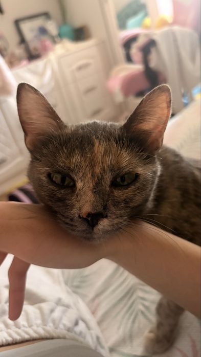 Котенок девочка срочно ищет дом!