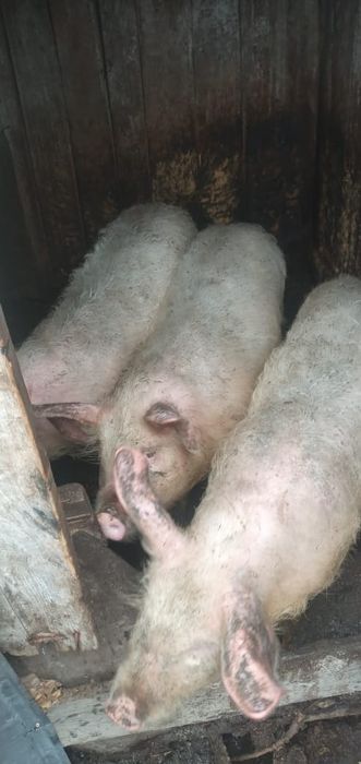 Мясо свинины домашние