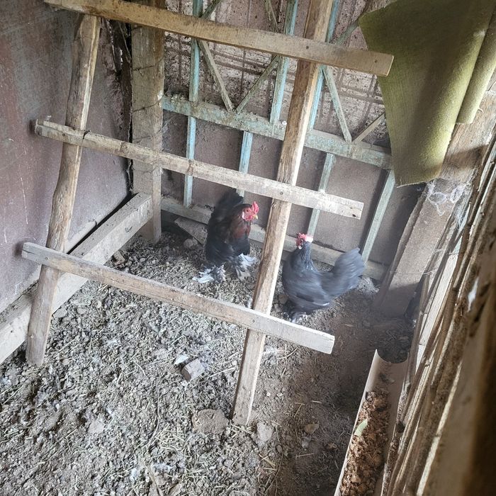 Продам Кур, тауыктар сатылады