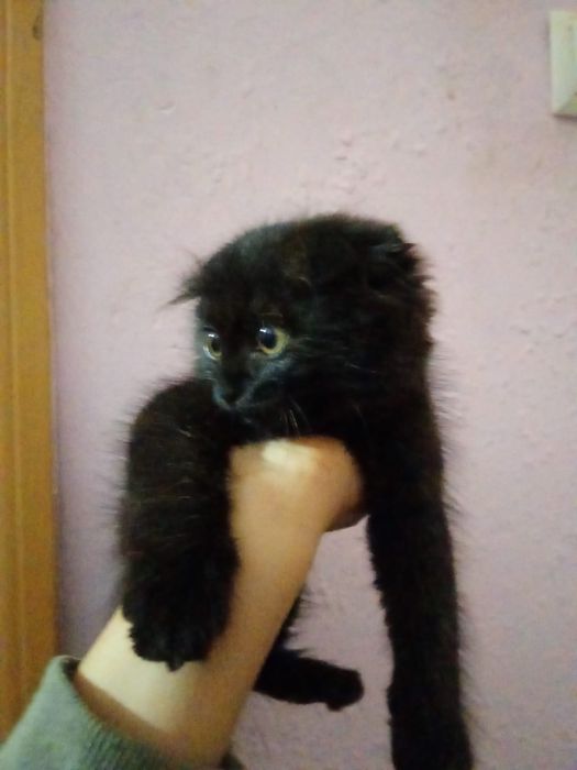 Чорни Кошка девочка