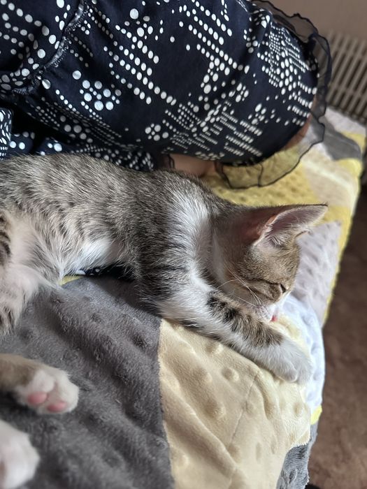 Отдам котенка в хорошие руки