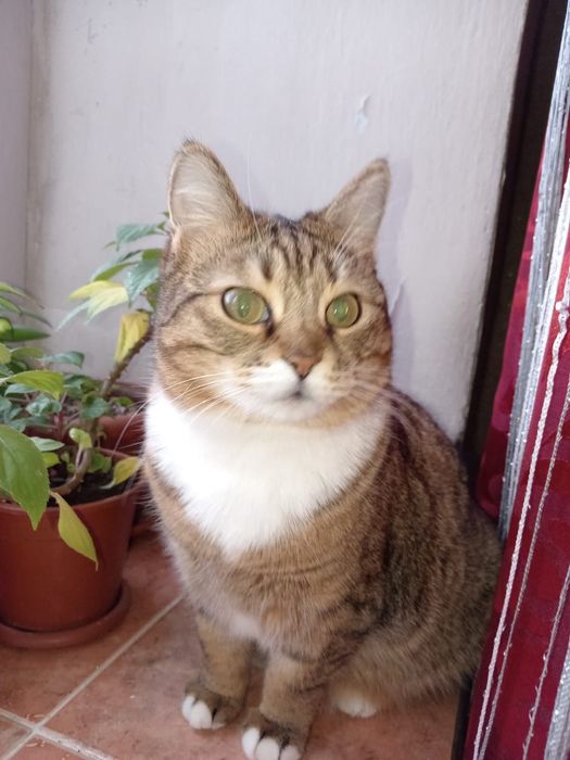 Кошечки ищут дом