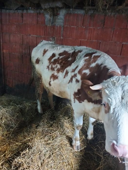 Vand 2 tauras baltat