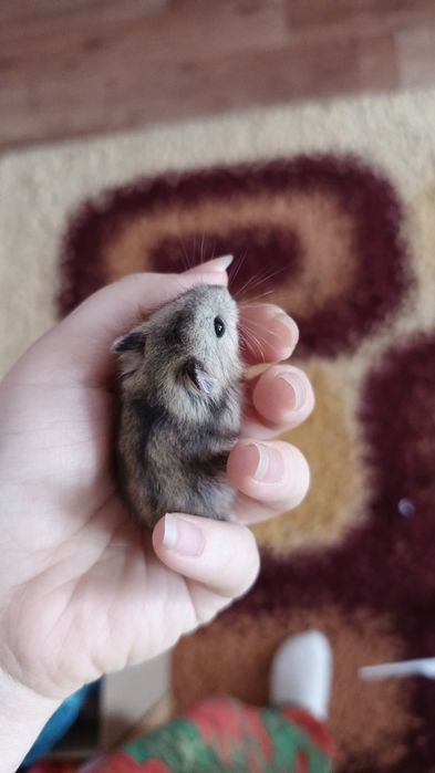 Зоогостиница передержка