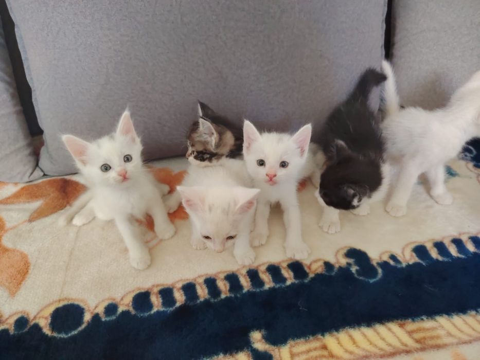 Отдам кошек бесплатно