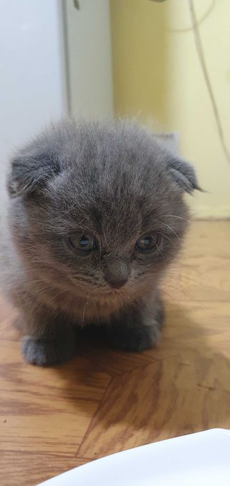 Продам британских котят
