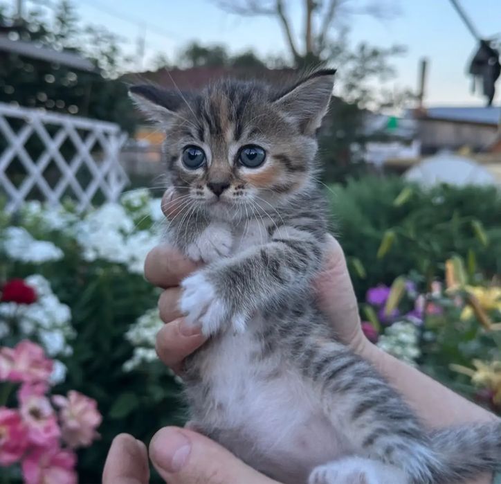 Котята в добрые руки