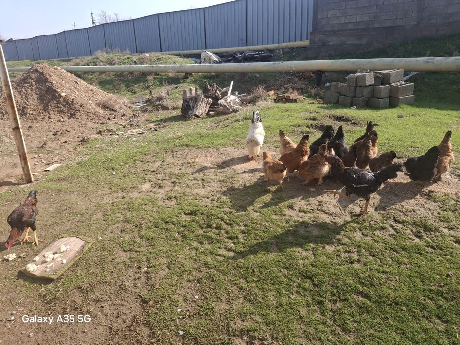 2 Қара ҚОРАЗ сатылады