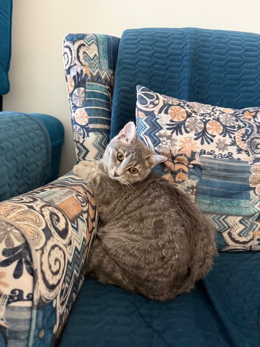 кошка шотландская