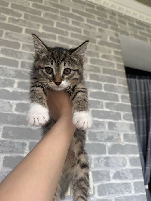 Mushuk bolasi bor hadiyaga beriladi