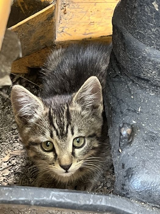 Котятя