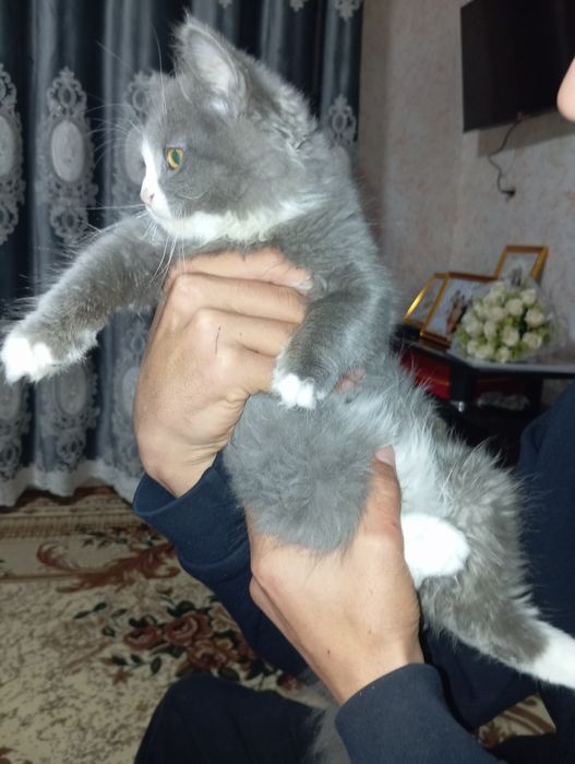 Mushuk sotiladi 700000 kami bor