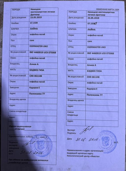 Собака дратхаар..