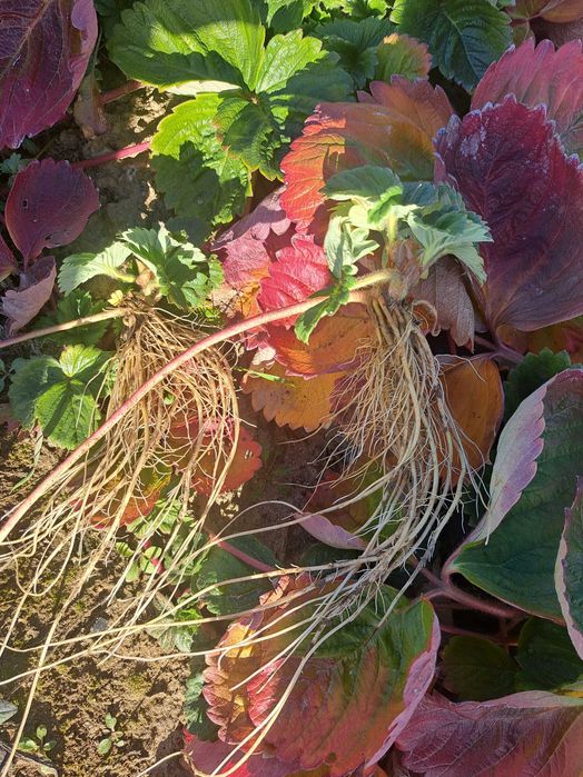 Продавам разсад ягоди