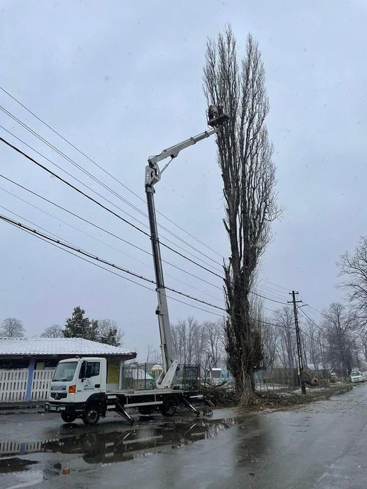 Toaletari , taiere , defrisare si cosmetizare copaci