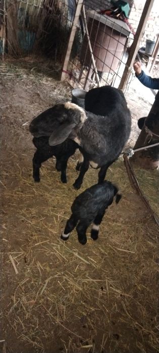 15 декабр да тугди