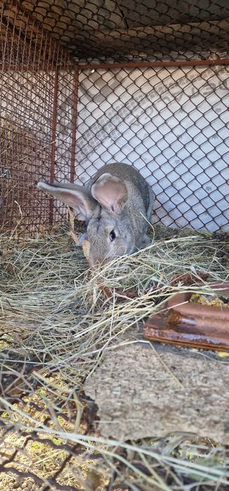 Vand 2 masculi urias german