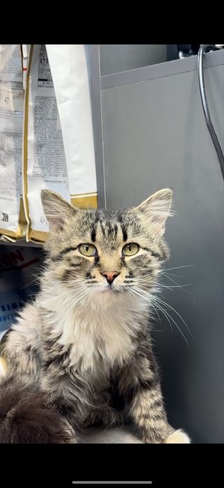 Срочно Котик ищет дом