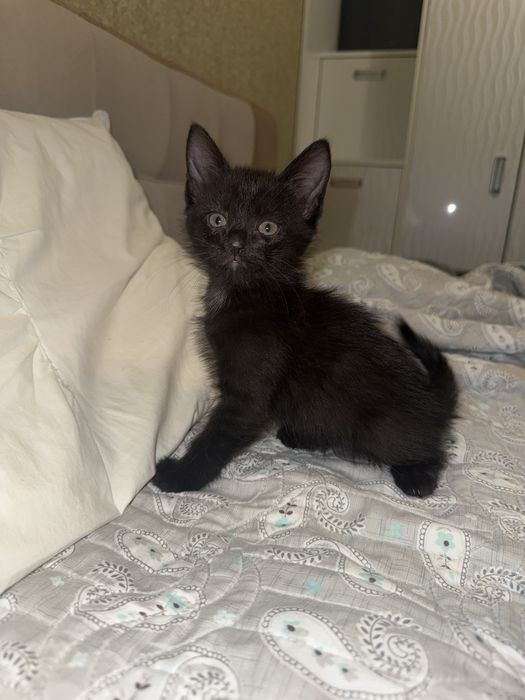 Котята только в добрые руки