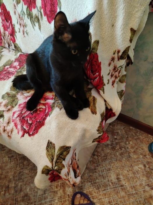 Котёнок ищет семью