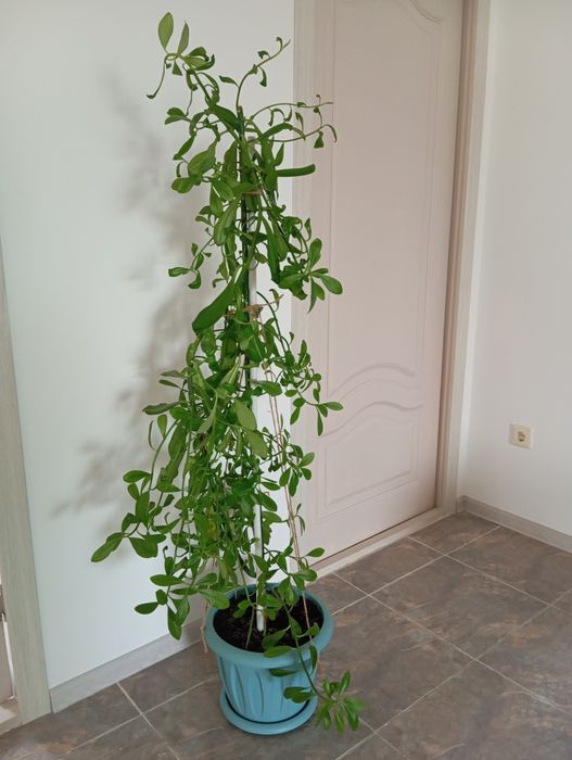 Продам домашнее растение!