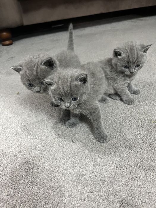 Продаются веслоухие шотландские котята