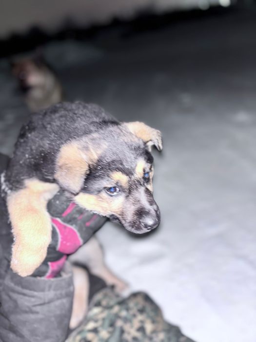 Авчарка еркек кушік