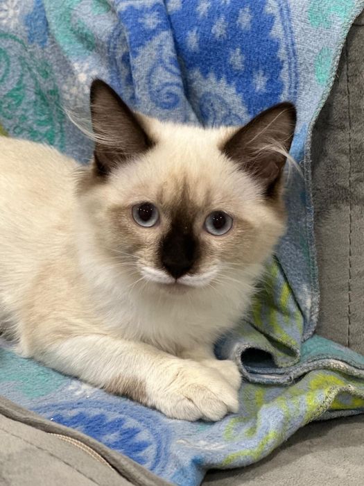 Котенок , девочка , 5 месяцев ищет семью.