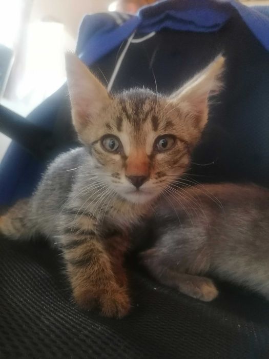 Котята 1,5 месяцев