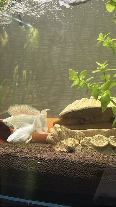 Велифера платина рыбка