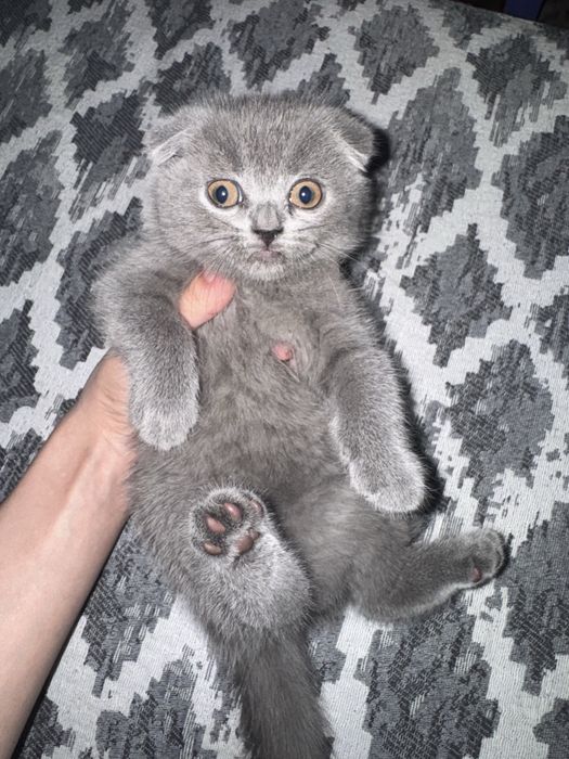 Веслоухие котята