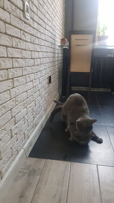 Вязка кота британца опытный!