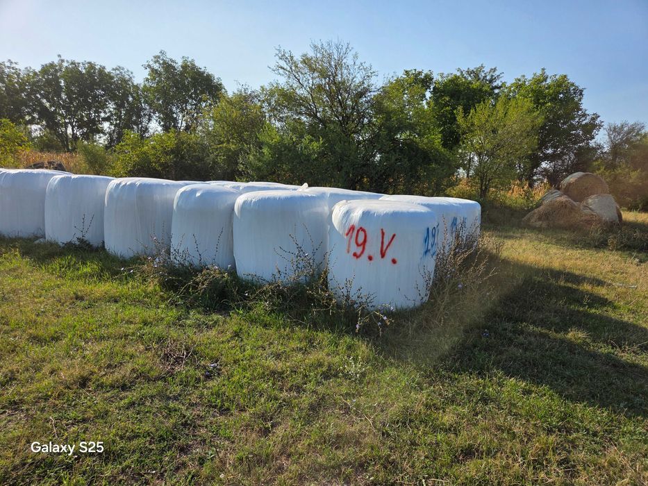 Сенаж от люцерна, както и смесен сенаж -ечемик,тритикали и ръж