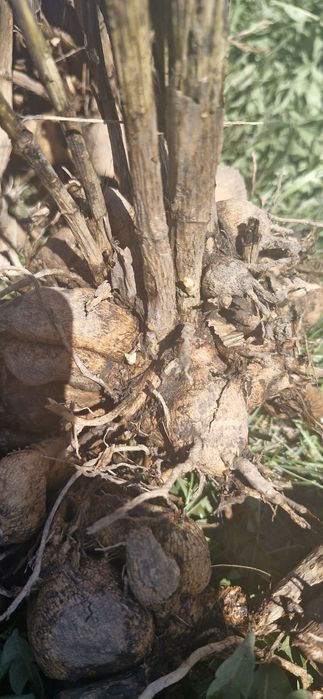 Продам клубни ГЕОРГИНОВ