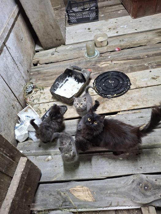 Отдам даром котят