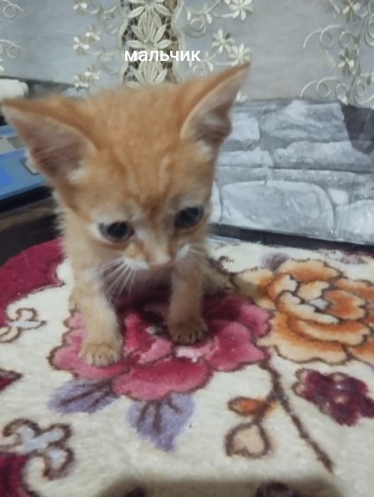Отдам персидских котят