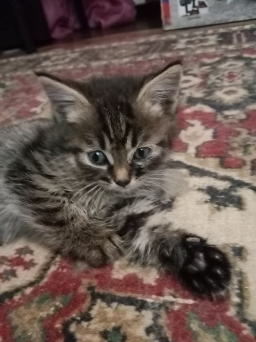 Отдам котят в добрые руки
