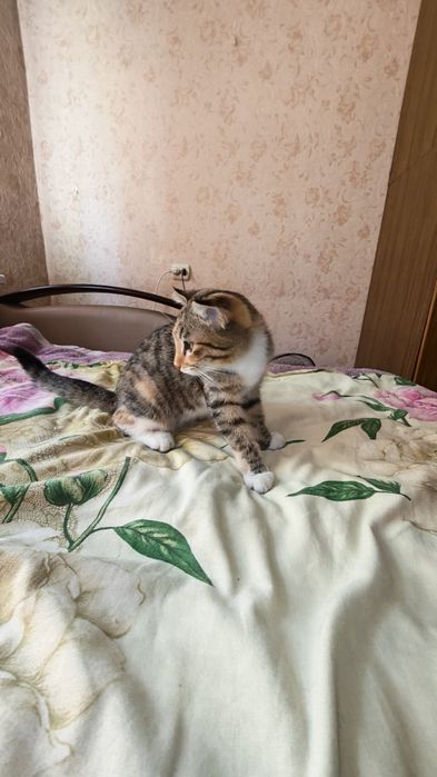 Отдам котенка в добрые руки