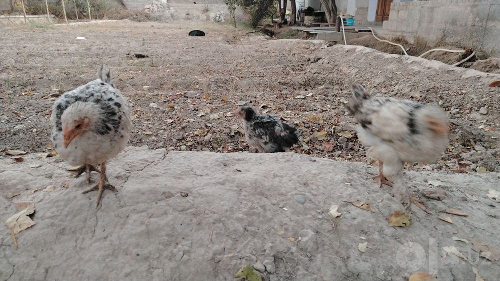 3-oylik zotli va xonaki jujalar brama jujalar ham bor orasida