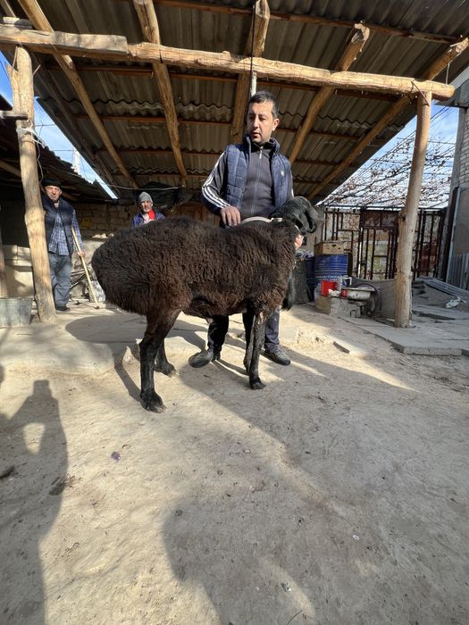 Qochqor Jaydari 3 ta kotta bor