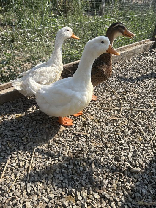 Disponibile rate pekin de carne