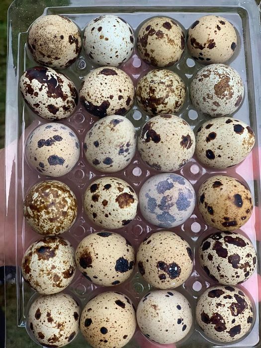 Vând oua de prepelita și oua pentru incubator furajate natural