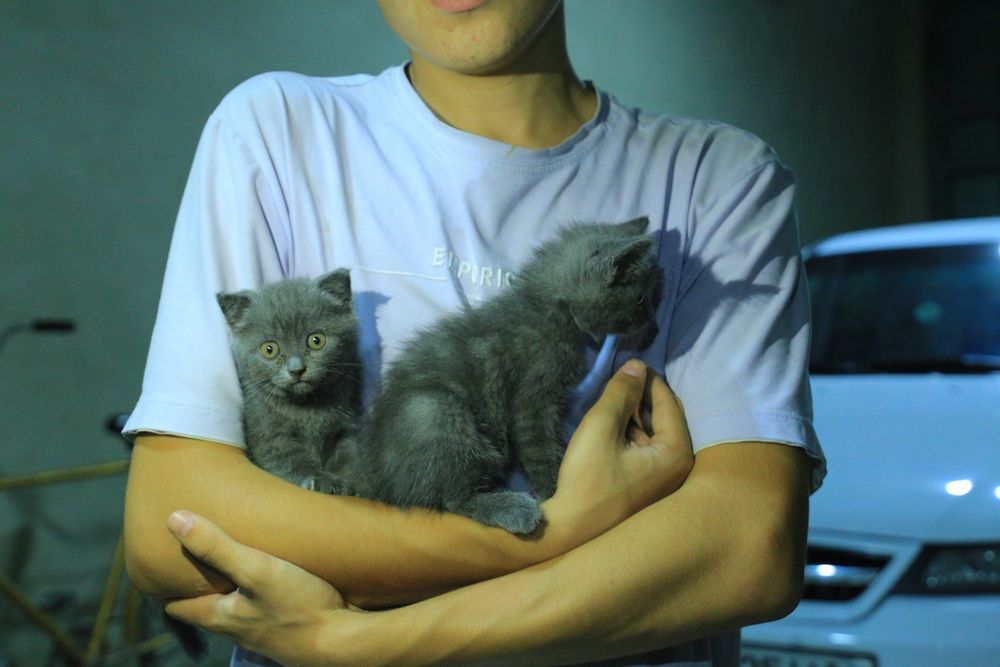 Кошка Mushuk Skotish straight 2 yarim oylik toza qon