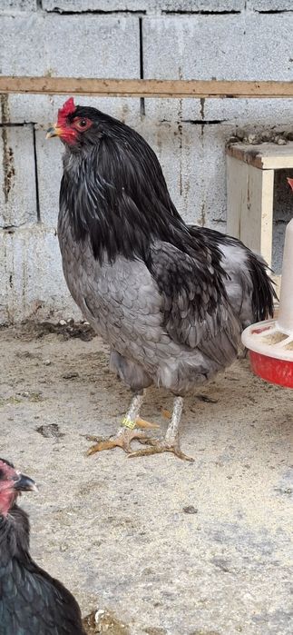 Ouă Araucana Negru/Albastru Incubat